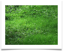 Grassy Bank - John North